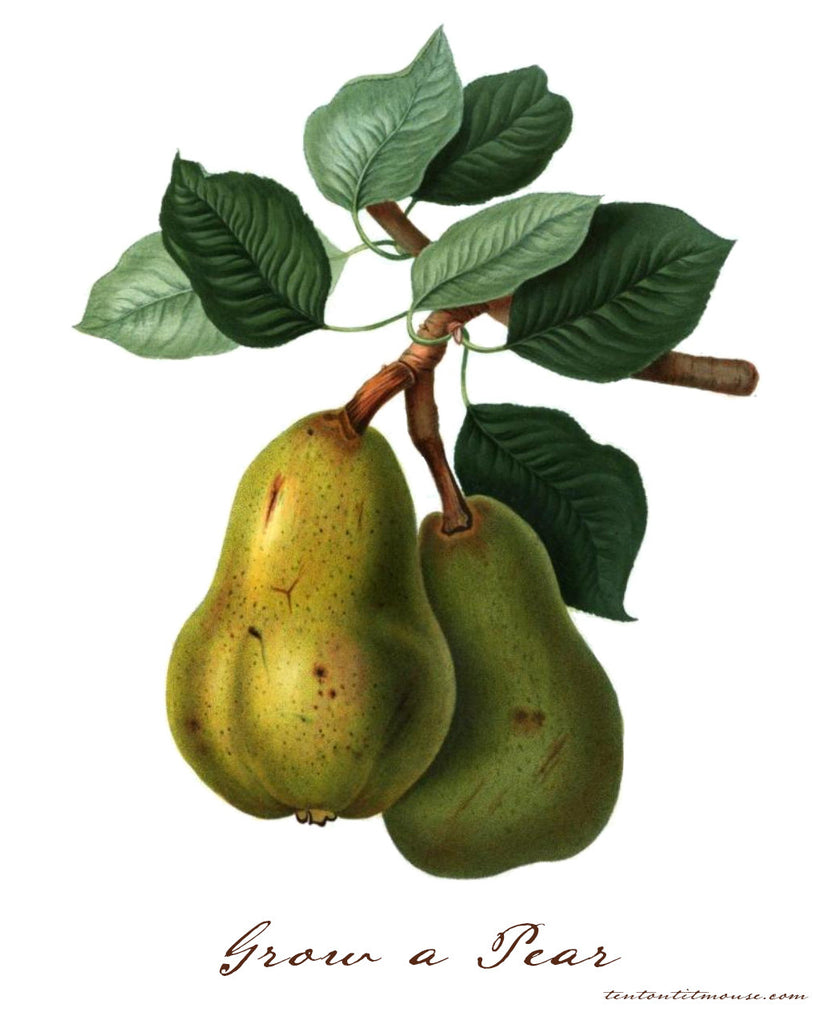 Grow a Pair and Grow a Pear