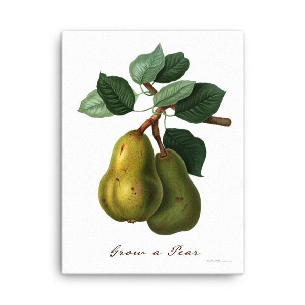 Grow a Pear Canvas